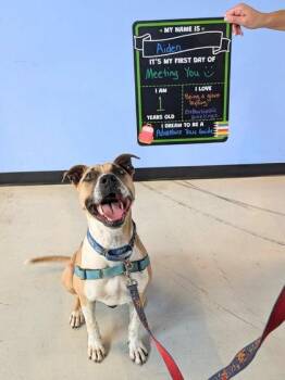 Aiden -  American Staffordshire Terrier and Mixed Breed Dog for Adoption in Richmond, Virginia - Aiden | PetCurious