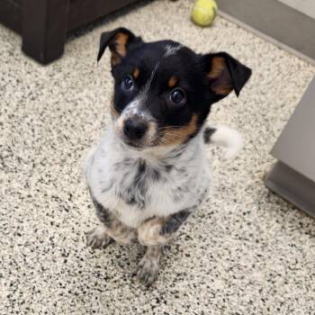 Jack Russell Terrier and Australian Cattle Dog Blue Heeler Dogs Available for Adoption in Liberty, Missouri - Hattie Jo | PetCurious