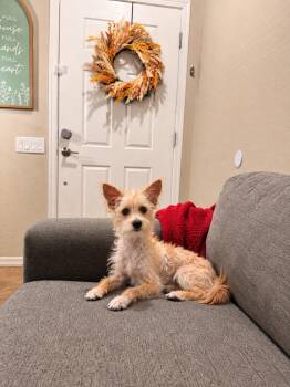 Sally -  Terrier Dog for Adoption in Goodyear, Arizona - Sally | PetCurious
