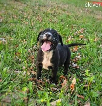Mixed Breed Dogs Available for Adoption - Clover | PetCurious