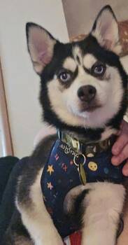 Peach -  Pomsky and Pomeranian Dog for Adoption in North Olmsted, Ohio - Peach | PetCurious