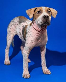 YOOHOO -  Mixed Breed Dog for Adoption in Jacksonville, Florida - YOOHOO | PetCurious