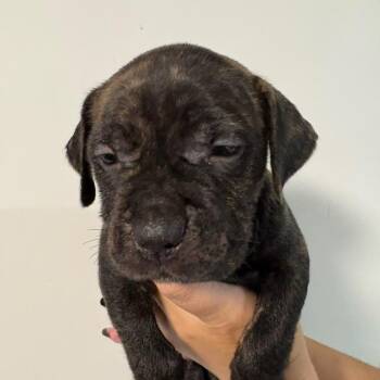 Sneezy -  Catahoula Leopard Dog and Mixed Breed Dog for Adoption in Merritt Island, Florida - Sneezy | PetCurious