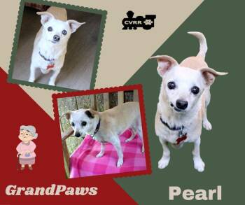 Pearl (GrandPaws) -  Chihuahua Dog for Adoption in Lindsay, California - Pearl (GrandPaws) | PetCurious