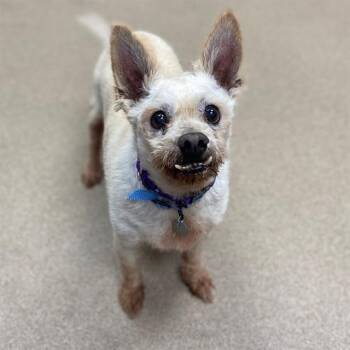 West Highland White Terrier Westie Dogs Available for Adoption in Aurora, Colorado - ROCK | PetCurious