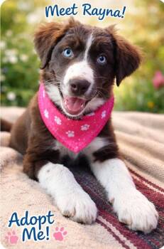 Border Collie Dogs Available for Adoption in New Berlin, Wisconsin - RAYNA   $425 | PetCurious