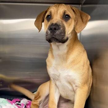Mastiff and Yellow Labrador Retriever Dogs Available for Adoption in Plaquemine, Louisiana - Hecate | PetCurious