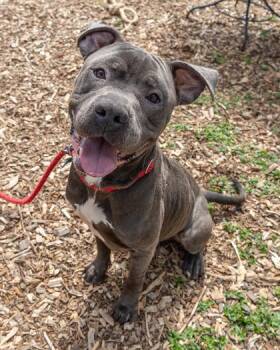Aberforth -  Mixed Breed Dog for Adoption in Chamblee, Georgia - Aberforth | PetCurious
