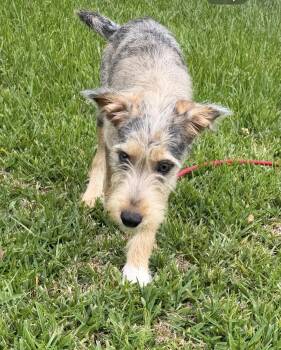 Drake -  Border Terrier Dog for Adoption in Louise, Texas - Drake | PetCurious