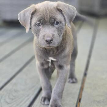 Mixed Breed Dogs Available for Adoption in Fredericksburg, Virginia - Cady | PetCurious