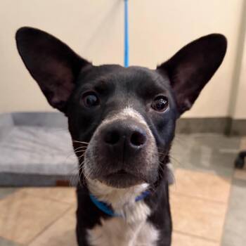 Vincent -  Mixed Breed Dog for Adoption in Chattanooga, Tennessee - Vincent | PetCurious