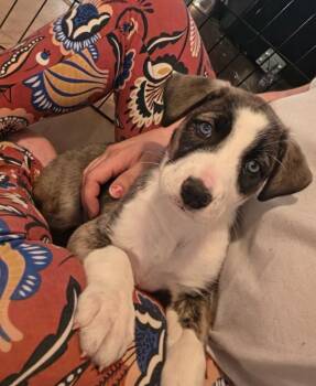 Firefox -  Husky Dog for Adoption in Yellowknife, Northwest Territories - Firefox | PetCurious