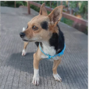 Rescue Fox Terrier Dogs for Adoption in Calgary, Alberta - Pancholin | PetCurious