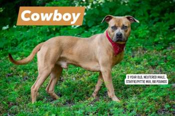 Cowboy -  Staffordshire Bull Terrier and Pit Bull Terrier Dog for Adoption in Sevierville, Tennessee - Cowboy | PetCurious