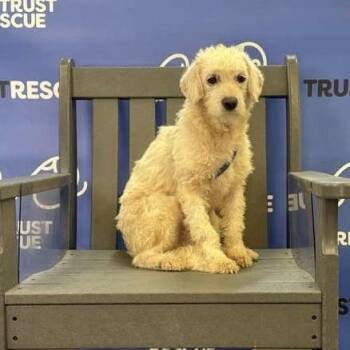 Terrier Dogs Available for Adoption - HOLLIS | PetCurious