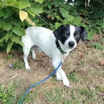 Barrett -  Chihuahua and Mixed Breed Dog for Adoption in Brooksville, Kentucky - Barrett | PetCurious