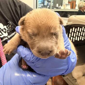 Ramune -  Mixed Breed Dog for Adoption in Springboro, Ohio - Ramune | PetCurious