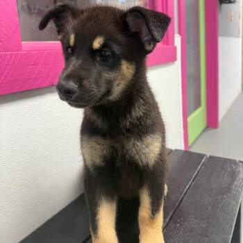 Dave -  Shepherd and Mixed Breed Dog for Adoption in Casa Grande, Arizona - Dave | PetCurious