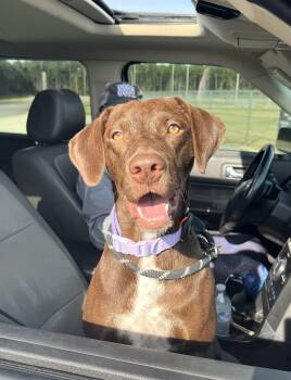 German Shorthaired Pointer Dogs Available for Adoption - Tilly | PetCurious