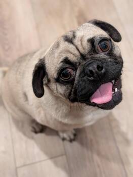 Pug Dogs Available for Adoption in Omaha, Nebraska - Frank | PetCurious