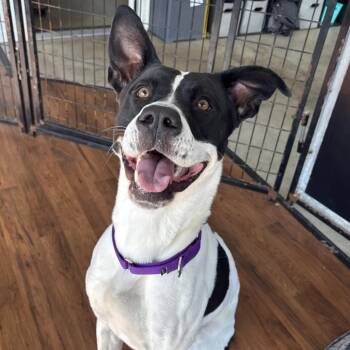 Rescue Great Dane Dogs for Adoption in North Syracuse, New York - Fiona | PetCurious