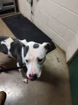 Rescue Pit Bull Terrier and Mixed Breed Dogs for Adoption in Anderson, Indiana - Optimus | PetCurious