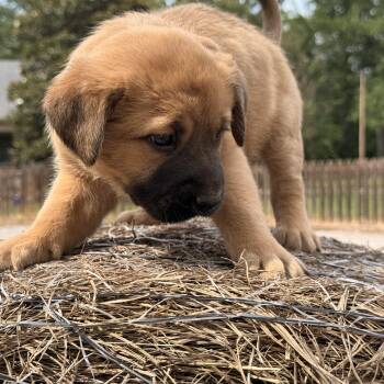 Catahoula Leopard Dog and Labrador Retriever Dogs Available for Adoption in Atlanta, Texas - Owen | PetCurious