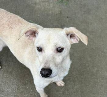 JAX -  Chihuahua and Mixed Breed Dog for Adoption in Tulsa, Oklahoma - JAX | PetCurious