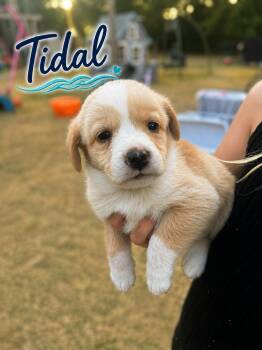 Labrador Retriever and Shepherd Dogs Available for Adoption in Carmel Hamlet, New York - Tidal (Coastal Litter) | PetCurious