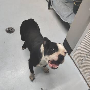 CSAS-Stray-863 -  Boston Terrier and Mixed Breed Dog for Adoption in Springtown, Texas - CSAS-Stray-863 | PetCurious