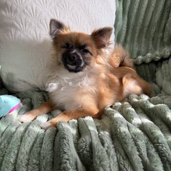 Teddy Bear -  Pomeranian Dog for Adoption in Baton Rouge, Louisiana - Teddy Bear | PetCurious