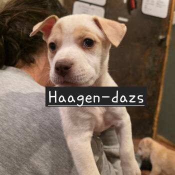 Mixed Breed Dogs Available for Adoption in Glenfield, New York - Haagen | PetCurious