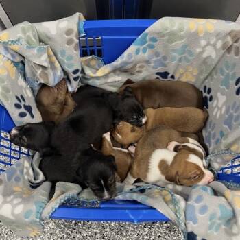 Puppies!  7 -  Mixed Breed and Beagle Dog for Adoption in Moravia, New York - Puppies!  7 | PetCurious