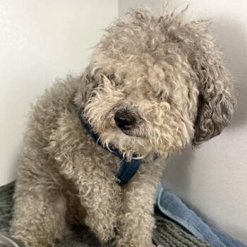 Noodles -  Poodle Dog for Adoption in Columbia, South Carolina - Noodles | PetCurious