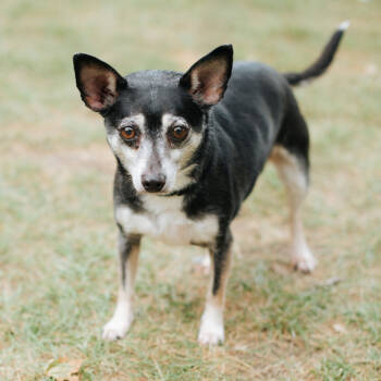 Rescue Pit Bull Terrier Dogs for Adoption in Northbrook, Illinois - Mama | PetCurious