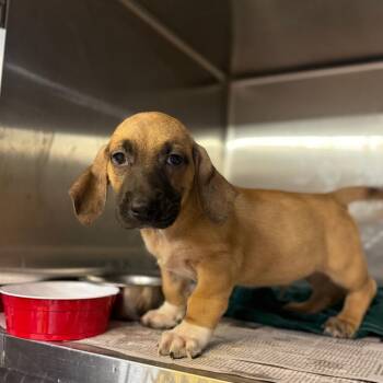 Mixed Breed Dogs Available for Adoption - Botas | PetCurious