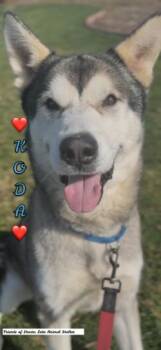 Husky Dogs Available for Adoption - Koda | PetCurious