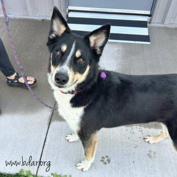 Rio -  Border Collie and Shepherd Dog for Adoption in Cheyenne, Wyoming - Rio | PetCurious