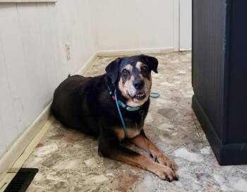 Rescue Rottweiler Dogs for Adoption in Greeneville, Tennessee - Athena | PetCurious