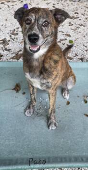 Rescue Shepherd Dogs for Adoption in Key Largo, Florida - Paco | PetCurious