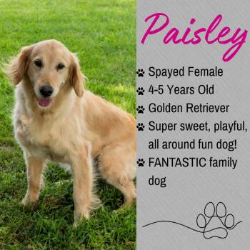 Paisley -  Golden Retriever Dog for Adoption in Junction City, Kansas - Paisley | PetCurious