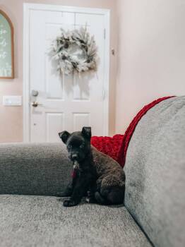 Chow Chow Dogs Available for Adoption - Baxter | PetCurious