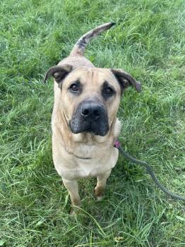 Rescue Mixed Breed Dogs for Adoption in Mishawaka, Indiana - Barnacle | PetCurious