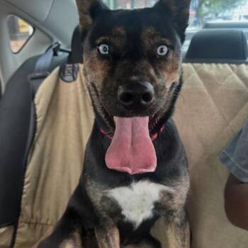 Skye -  Catahoula Leopard Dog and Mixed Breed Dog for Adoption in Chester, Maryland - Skye | PetCurious