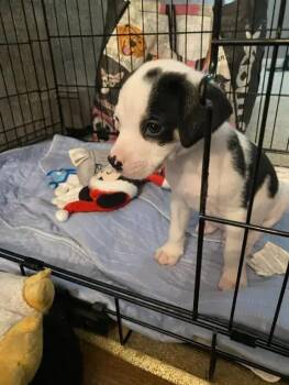 Messi -  Mixed Breed Dog for Adoption in Wyoming, Michigan - Messi | PetCurious