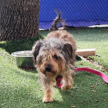 Soco -  Mixed Breed Dog for Adoption - Soco | PetCurious