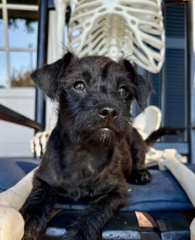 Infinity -  Schnauzer and Patterdale Terrier Fell Terrier Dog for Adoption in Palo Alto, California - Infinity | PetCurious