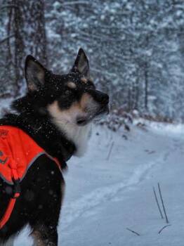 Siberian Husky and Mixed Breed Dogs Available for Adoption - Dune | PetCurious