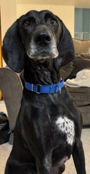 Hound and Weimaraner Dogs Available for Adoption - Bronco | PetCurious