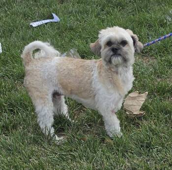 Dallas -  Shih Tzu Dog for Adoption - Dallas | PetCurious